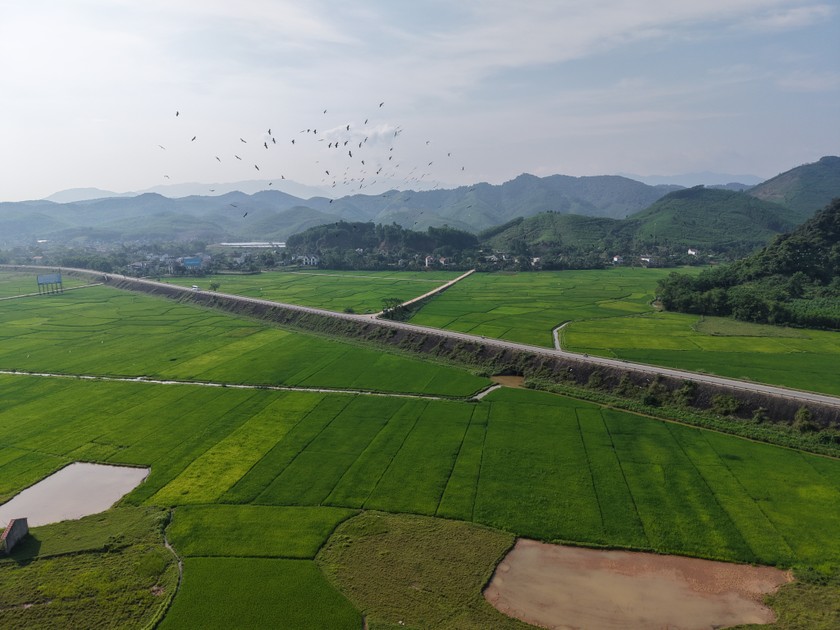 Đàn cò về trú ngụ là dấu hiệu đáng mừng, cho thấy, những sinh cảnh và tài nguyên sinh vật ở đây được bảo vệ tốt và ổn định. (Ảnh Jungle Boss Tours)