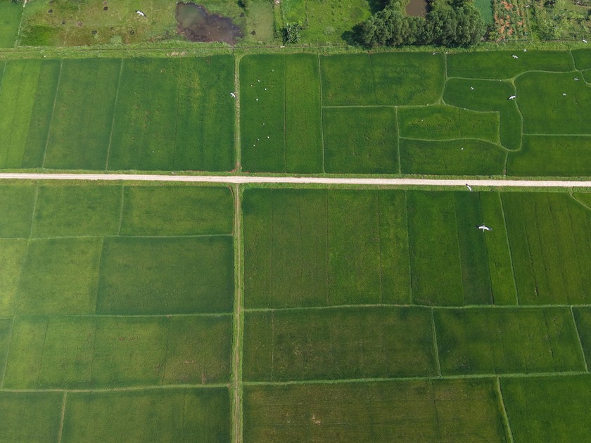 Đàn cò xuất hiện báo hiệu cho một năm mưa thuận gió hòa, mùa màng sinh sôi, cuộc sống người dân bình yên, khởi sắc. (Ảnh Jungle Boss Tours)