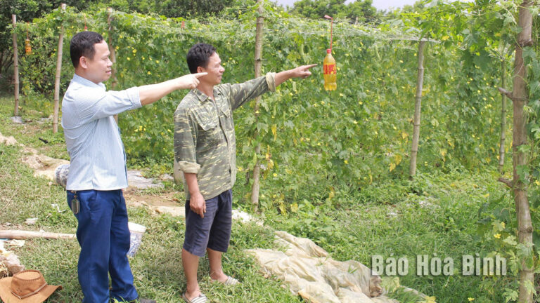 Người dân xóm Mỵ, xã Mỵ Hòa (Kim Bôi) tích cực chuyển đổi cơ cấu cây trồng, đem lại hiệu quả kinh tế cao. Ảnh: Báo Hoà Bình